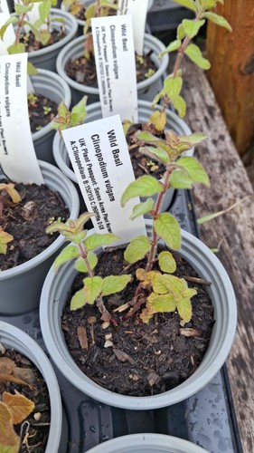 Wild basil plant clinopodium - basil, plant,
