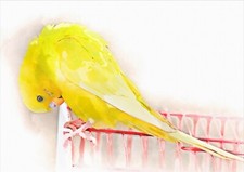 Yellow budgerigar watercolour