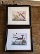 Pair Of Framed Bird Prints By India Jane Parrot Lovers