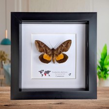 Framed fruit-piercing moth