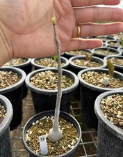 Rare Cyphostemma laza Own Root Random Caudex Boutique