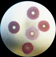 Antique Microscope  Slide. T/S Sea Urchin Spines