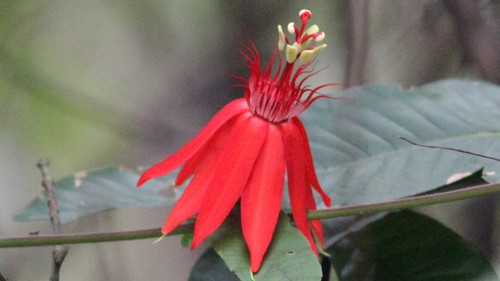 Passiflora punicea rare - punicea,