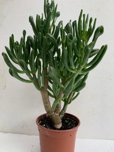 Money tree jade - money,