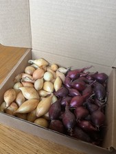 50 Senshyu plus 50 Red Baron Over Wintering Onion Sets. 2025 Stock.