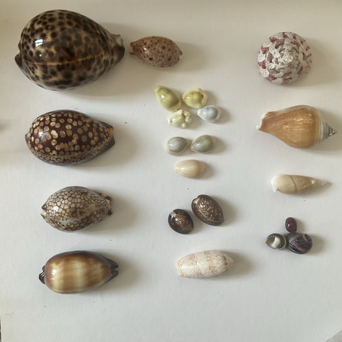 Cowrie shells collection of - -,