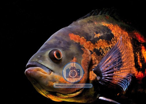 Oscar aquarium fish south - oscar,