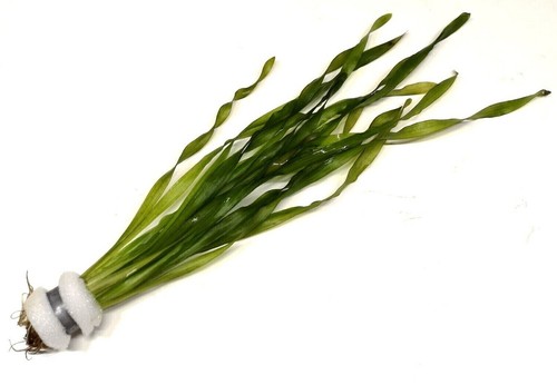 Vallisneria asiaticia - vallisneria,