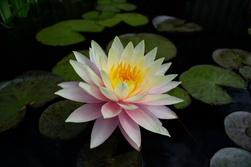 Nymphaea peaches and - nymphaea,