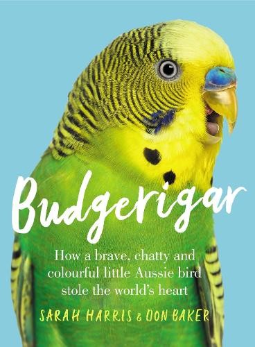 Budgerigar how brave - budgerigar:,
