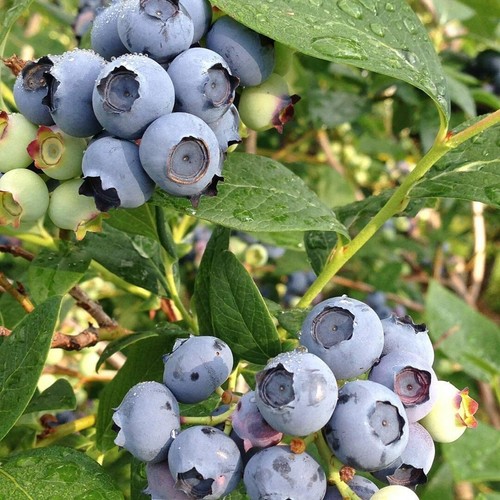 Blueberry bush chandler - blueberry, 'chandler'