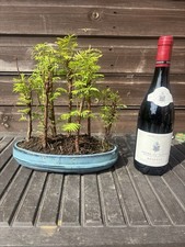 Bonsai tree dawn - bonsai, tree's