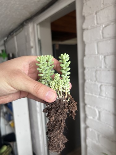 Sedum burrito burro tail or - sedum, burrito,