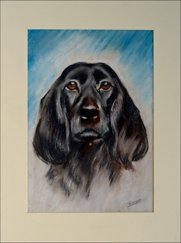 Field spaniel cocker black dog - field,
