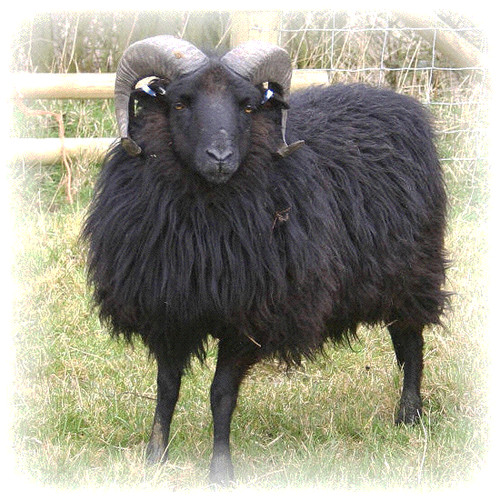 Raw hebridean sheep fleece for - raw,