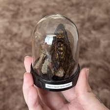 Death Head Hawk Moth Taxidermy