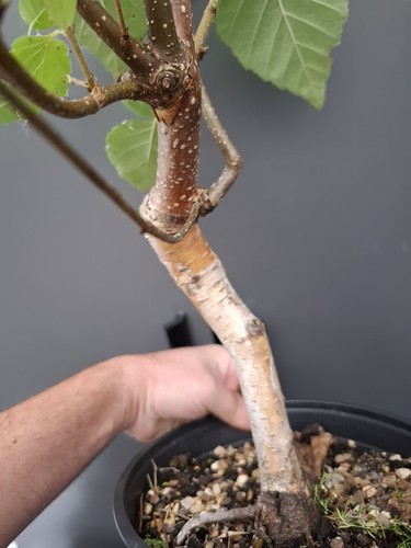 Chunky himalayan birch bonsai - chunky,