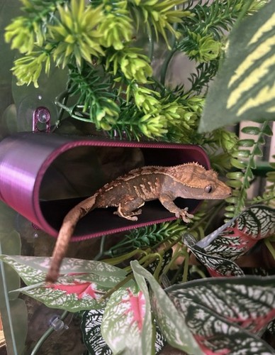Reptile hide crested gecko - reptile,