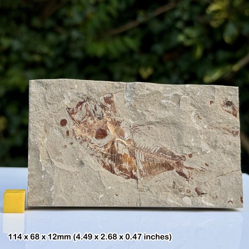 Armigatus fossil fish - fossil,