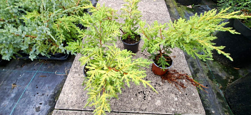 Juniper limelight plant - juniper,