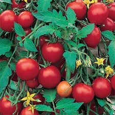 3 x Tumbling Tom Red Tomato
