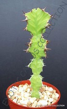 EUPHORBIA GRANDIALATA @j@