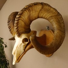 Bighorn Sheep (Ovis