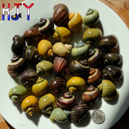 Jumbo mystery snail - 5,