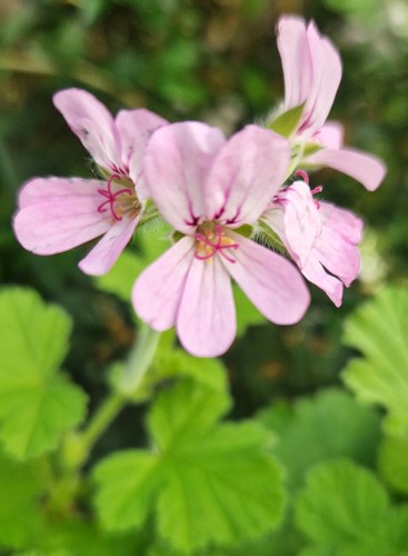 Pelargonium scented geranium - pelargonium,