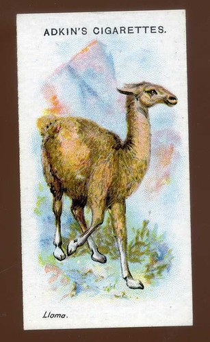 1923 adkin and son wild - adkin,