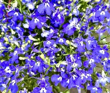 Blue Sapphire Trailing Lobelia Hanging Basket - 200x Seeds - Flowers
