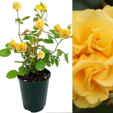 Rose Bush Precious Gold  -