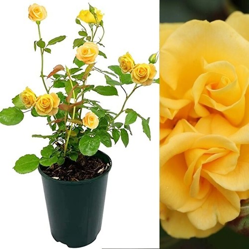 Rose bush precious gold - precious,