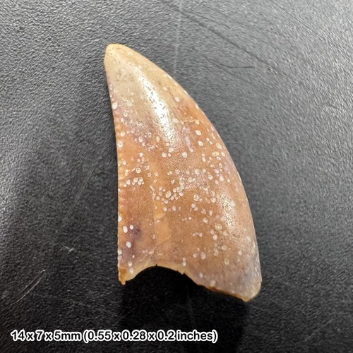 Majungasaurus dinosaur tooth