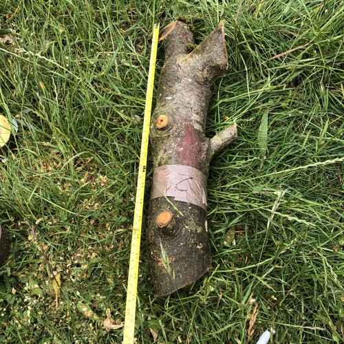 Laburnum wood turning blank - wood,