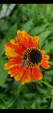 6 small bare root plants