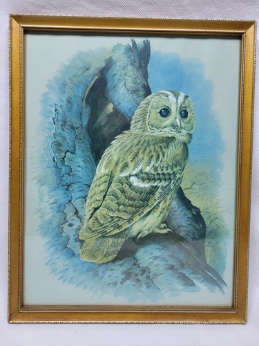 Tawny owl framed print basil - tawny,