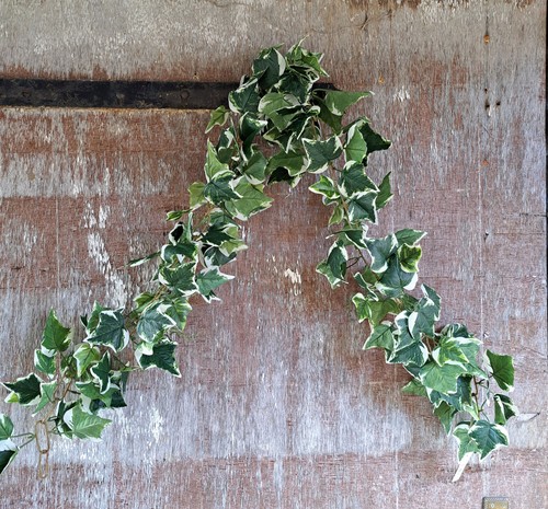 Ivy variegated leaf garland - ivy,
