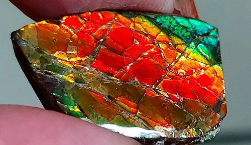 15mm canadian ammolite - 24, x