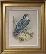 Vintage oil painting on canvas Peregrine Falcon framed