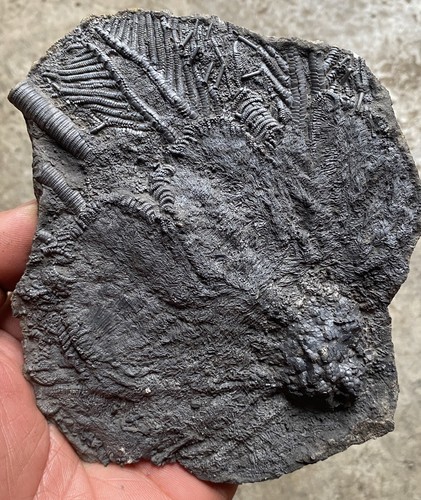 Natural devonian prehistoric - natural,