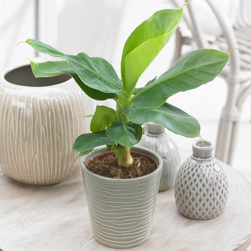 Musa tropicana 12cm - 12cm, x