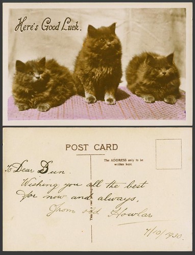 Cats kittens here - cats, here's