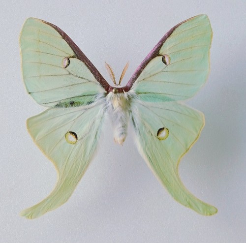 Actias luna male small - actias, moon
