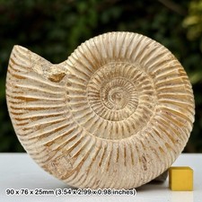 Grade A Perisphinctes Ammonite