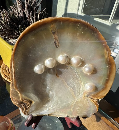 Beautiful oyster seashell - beautiful,