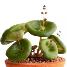 1CM Succulent Plant Crassula