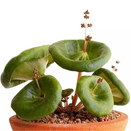 1cm succulent plant crassula - 1cm,