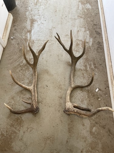 Deer antlers for wall - deer,