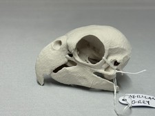 Replica animal bird skull